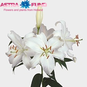 Lilium Or 'Expression' photo