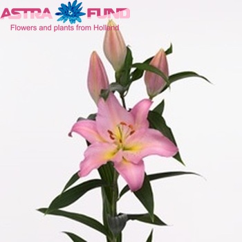 Lilium Or 'Fenice' Foto