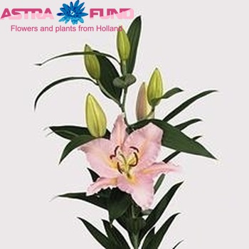 Lilium Or 'Genova' zdjęcie