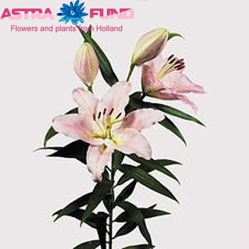 Lilium Or Le Reve zdjęcie