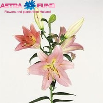 Lilium Or 'Lombardia' zdjęcie