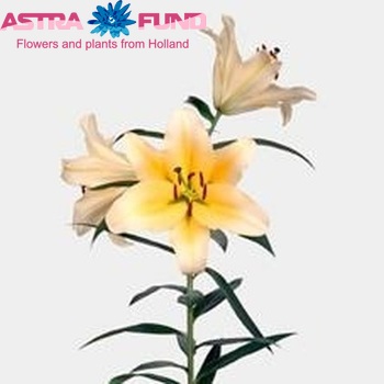 Lilium Or 'Manissa' photo