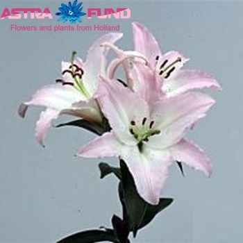 Lilium Or Marco Polo zdjęcie