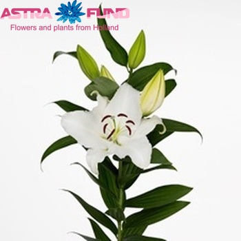 Lilium Or 'Matelotte' photo