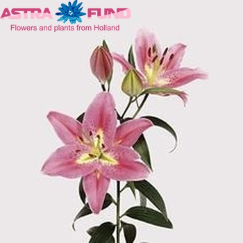 Lilium Or 'Medusa' photo