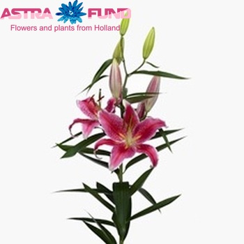 Lilium Or 'Mero Star' photo