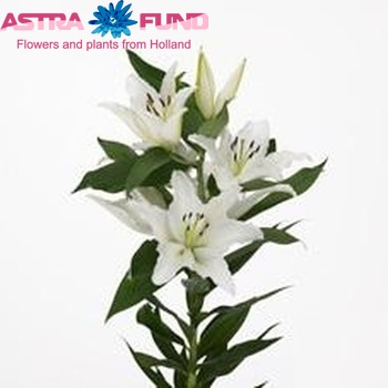 Lilium Or 'Monsela' photo