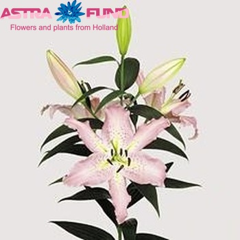 Lilium Or 'Pandora' foto