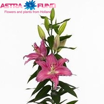 Lilium Or 'Pink Expression' photo