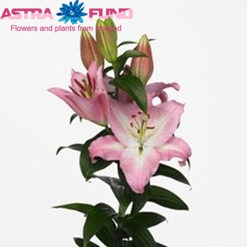 Lilium Or 'Presidente' photo