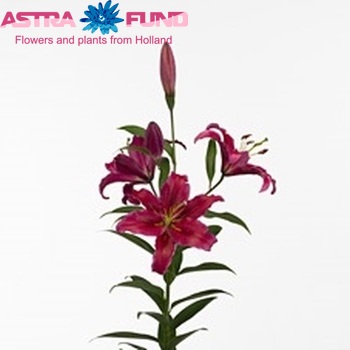 Lilium Or 'Red Reflex' photo