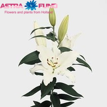 Lilium Or 'Rialto' photo