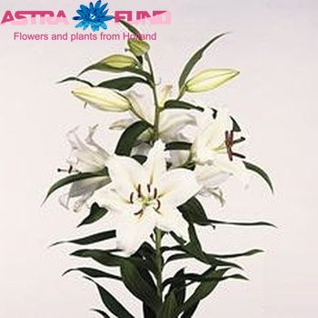 Lilium Or 'Rio Blanco' Foto