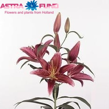 Lilium Or 'Salinas' photo