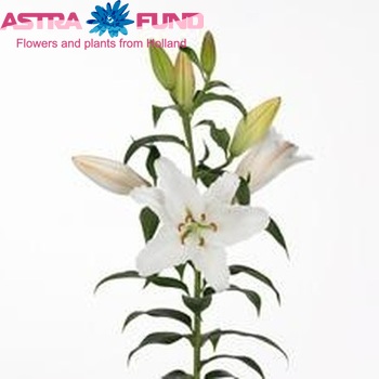 Lilium Or 'San Bernardo' Foto