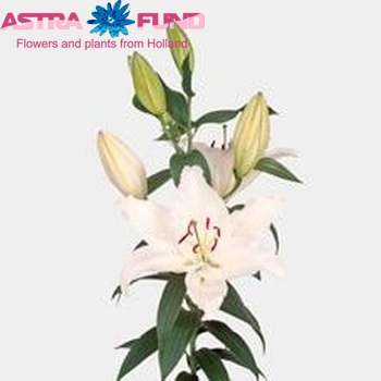 Lilium Or 'Sapporo' foto