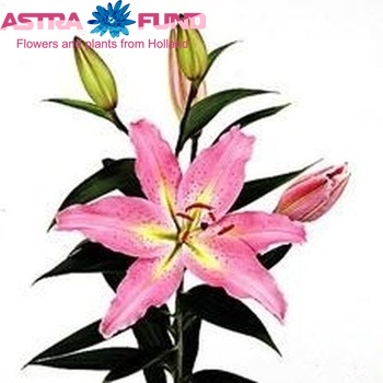 Lilium Or 'Sartre' photo