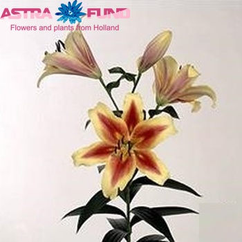 Lilium Or 'Shocking' foto