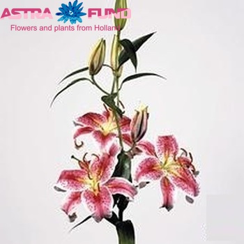 Lilium Or. Stargazer zdjęcie