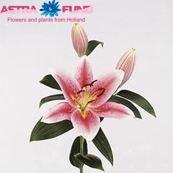 Lilium Or 'Tiber' photo