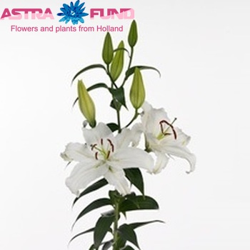 Lilium Or 'White Cup' photo