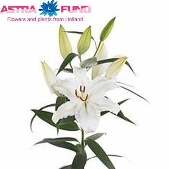 Lilium Or 'White Express' foto