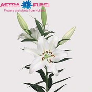 Lilium Or 'White Lion' Foto