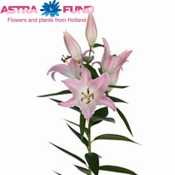 Lilium Or 'Willeke Alberti' Foto