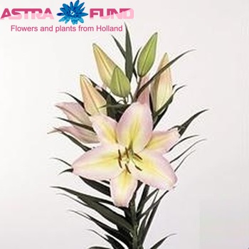 Lilium Or 'Xotika' photo