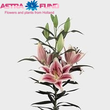 Lilium Oriental Grp 'Action' zdjęcie