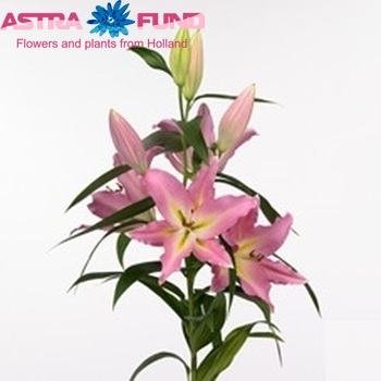 Lilium Oriental Grp 'All Star' photo