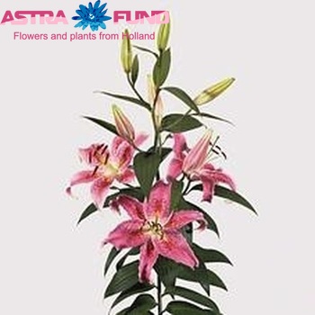 Lilium Oriental Grp 'Alliance' zdjęcie