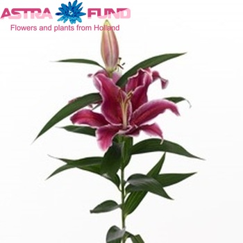 Lilium Oriental Grp 'Aranal' фото