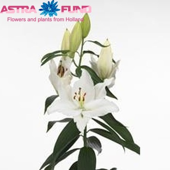 Lilium Oriental Grp 'Ariane' photo