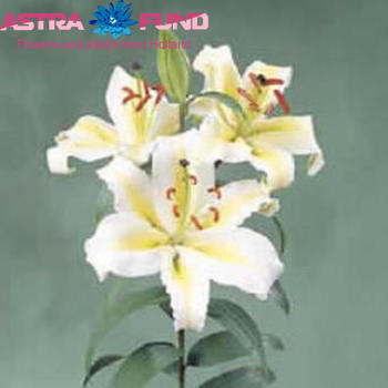 Lilium Oriental Grp 'Aubade' photo