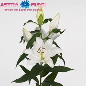 Lilium Oriental Grp 'Caldeira' foto