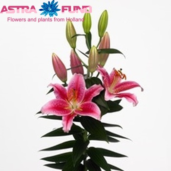 Lilium Oriental Grp 'Calvados' foto