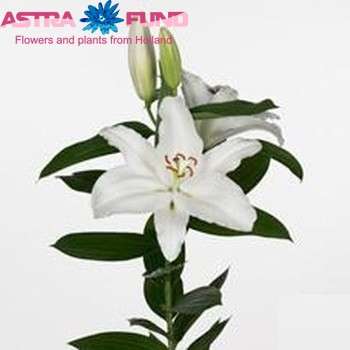 Lilium Oriental Grp 'Cantarino' photo