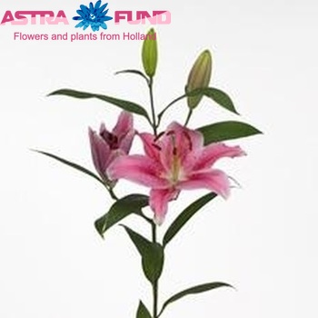 Lilium Oriental Grp 'Caribbean Pearl' zdjęcie