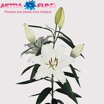 Lilium Oriental Grp 'Carolyn' Foto