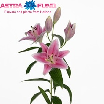 Lilium Oriental Grp 'Carribean' photo