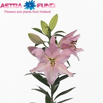 Lilium Oriental Grp 'Caruso' Foto