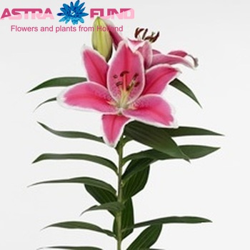 Lilium Oriental Grp 'Charming' foto