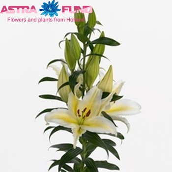 Lilium Oriental Grp 'Chill Out' фото