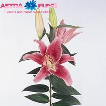 Lilium Oriental Grp 'Chinon' photo