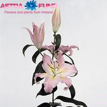 Lilium Oriental Grp 'Color Parade' фото