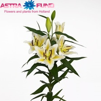 Lilium Oriental Grp 'Columbia' foto