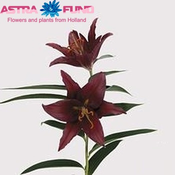 Lilium Oriental Grp 'Corsaro' Foto