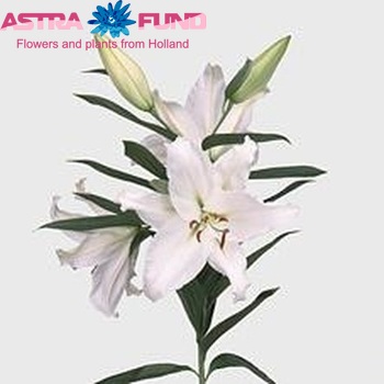 Lilium Oriental Grp 'Crystal Blanca' zdjęcie