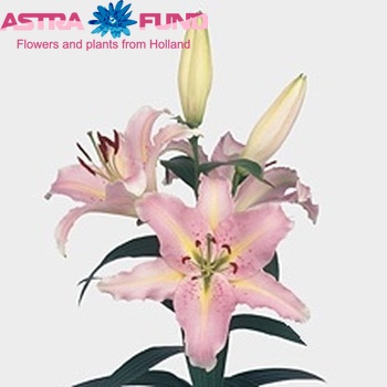 Lilium Oriental Grp 'Crystal Lady' photo